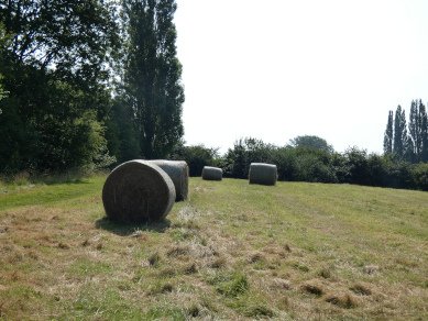 Meadow